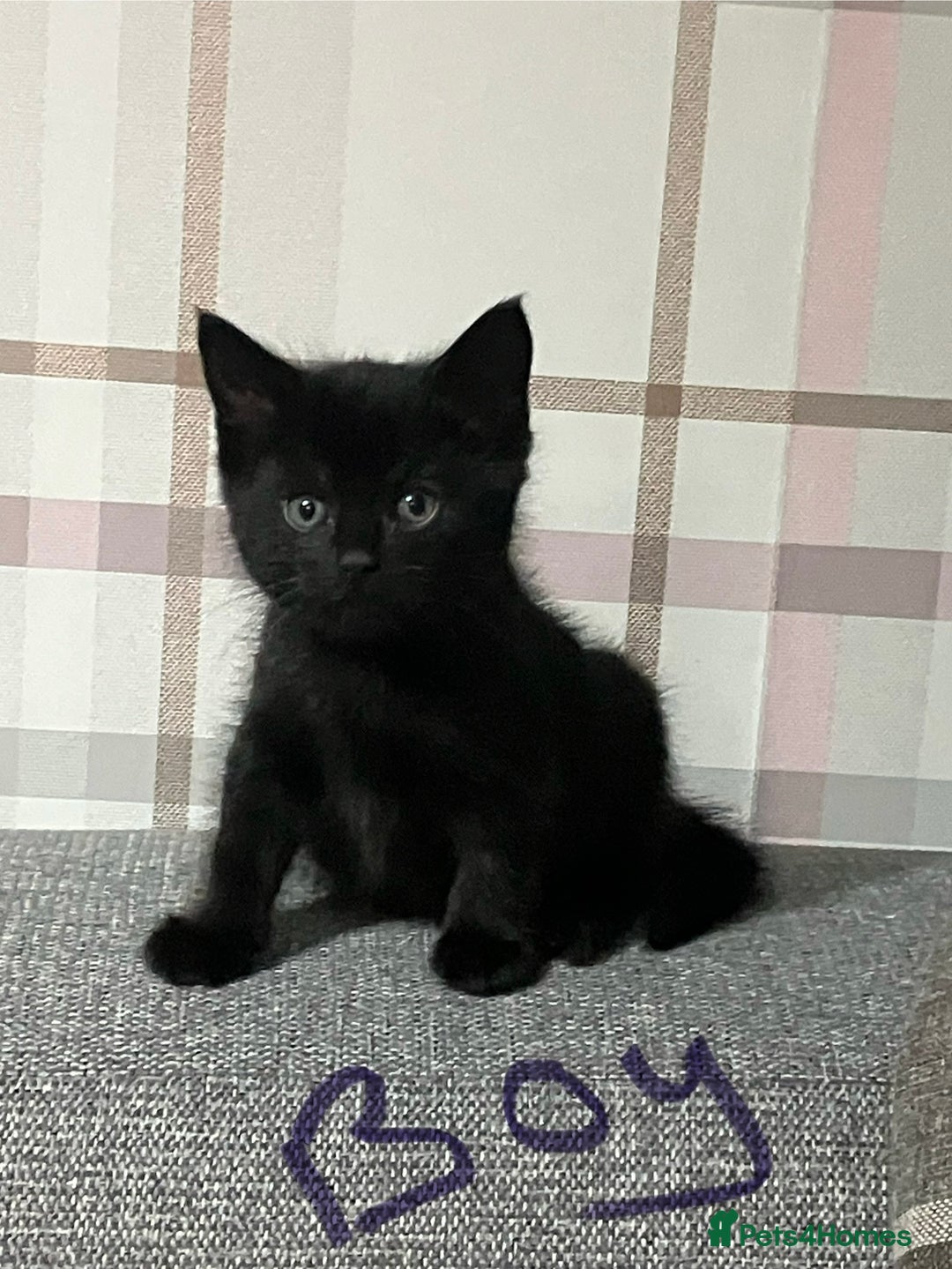 Mixed Breed cats for sale: 4 extremely loving kittens for sale  - Image 3