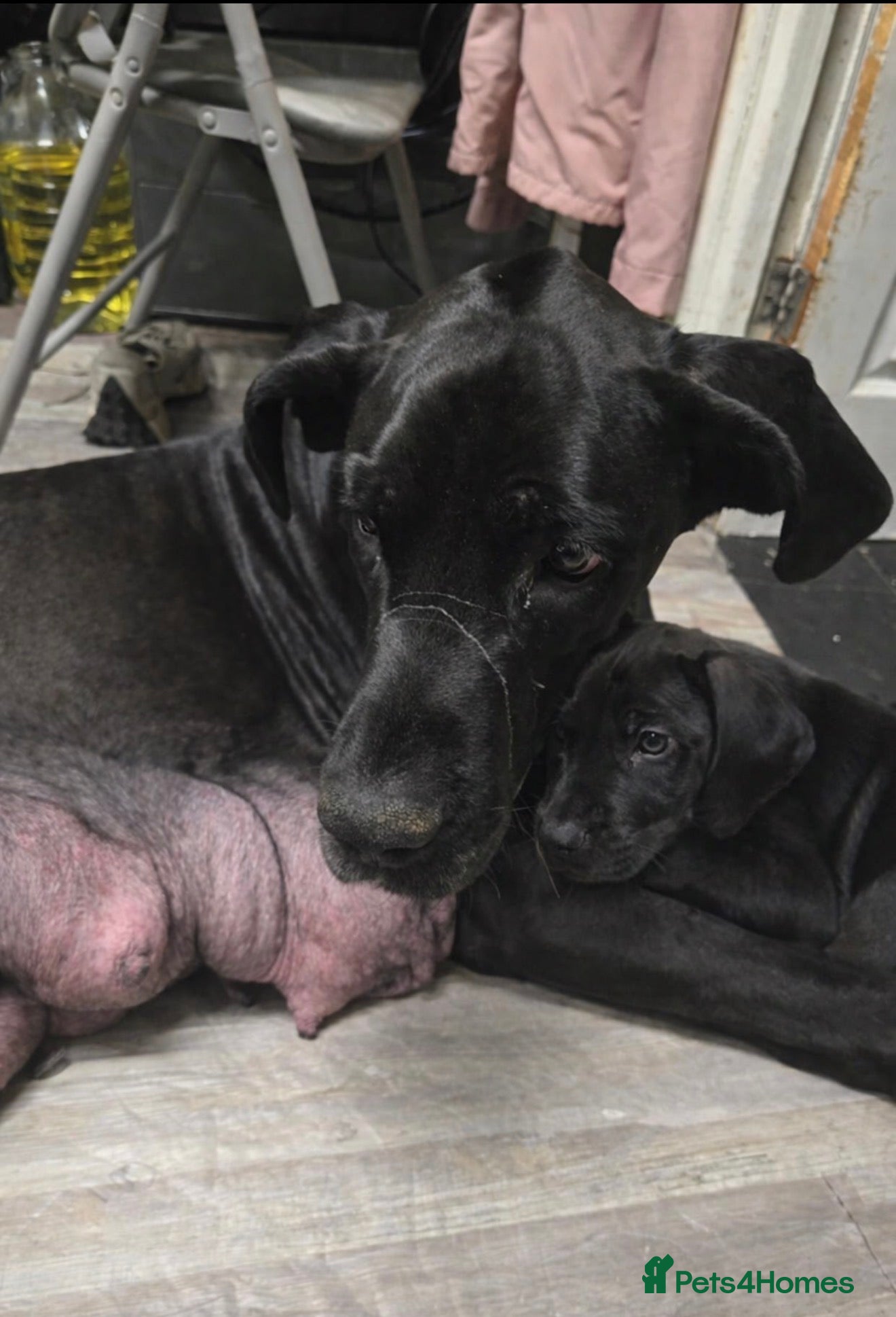 Great Dane dogs Great dane pup - Advert 5