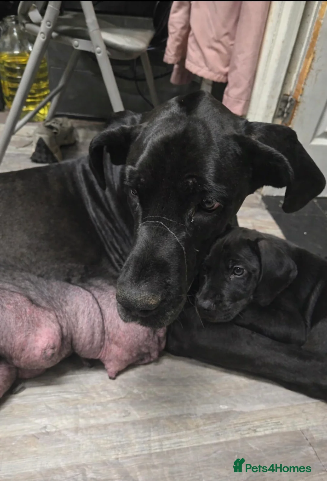 Great Dane dogs for sale: Great dane pup - Advert 1