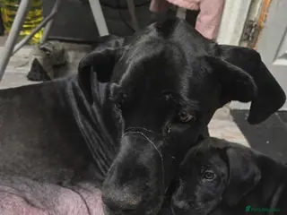 Great Dane dogs Great dane pup - Advert 5