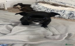 Chihuahua dogs for sale: Chihuahua - Full breed puppies - Image 22