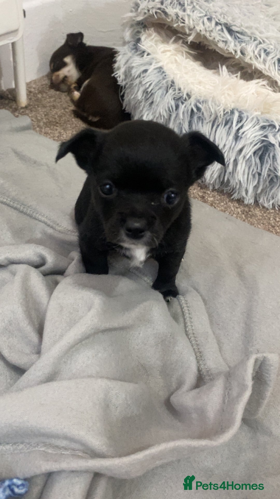 Chihuahua dogs for sale: Chihuahua - Full breed puppies - Image 22
