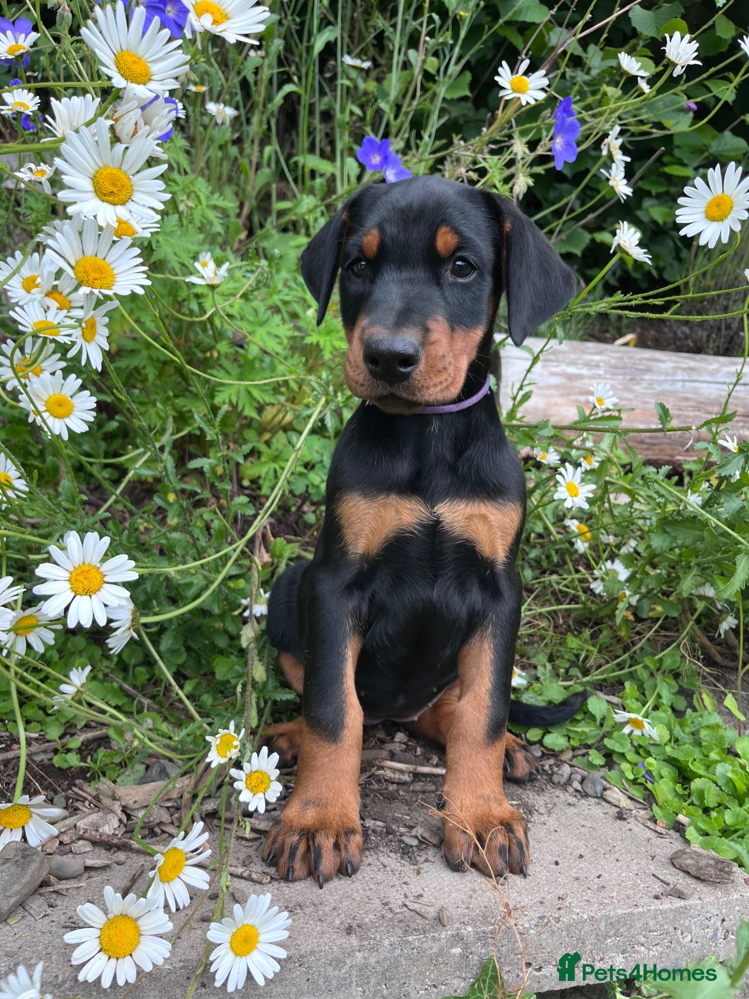 Dobermann dogs Outstanding KC Health tested Doberman puppies  - Advert 1