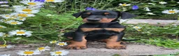 Dobermann dogs for sale: Outstanding KC Health tested Doberman puppies  - Advert 1