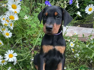 Dobermann dogs Outstanding KC Health tested Doberman puppies - Advert 1