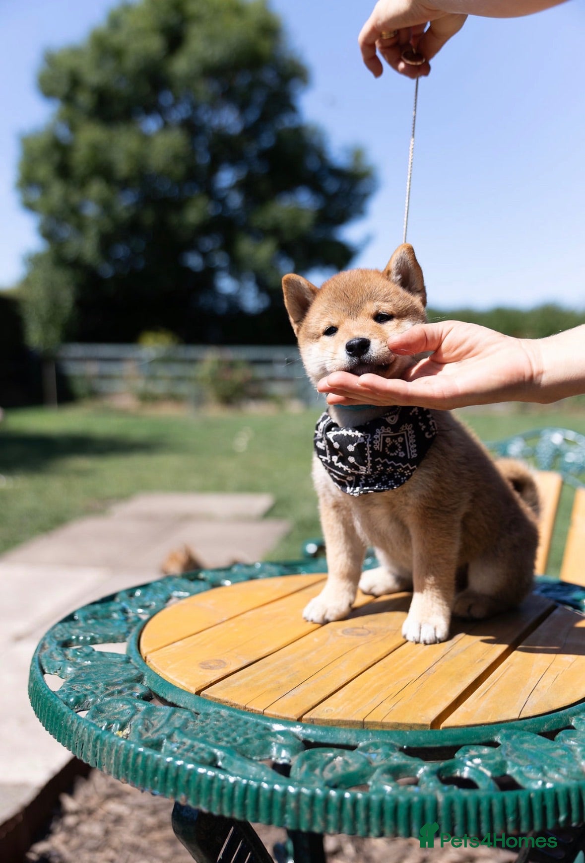 Japanese Shiba Inu dogs Outstanding original Japanese Shiba Inu puppies  - Advert 1