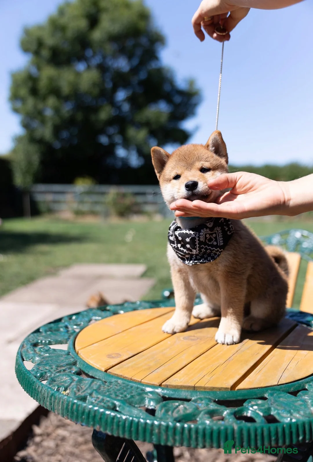 Japanese Shiba Inu dogs for sale: Outstanding original Japanese Shiba Inu puppies  - Advert 1