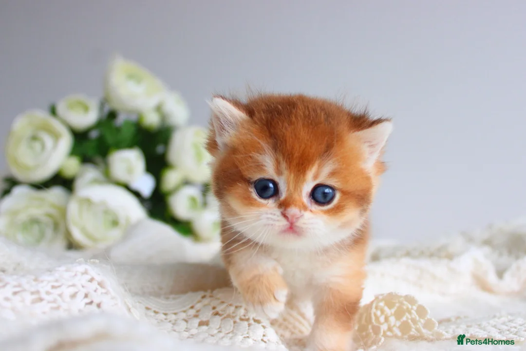 Scottish Fold cats for sale: Rare & Exclusive Golden Chinchilla Babies  - Advert 1