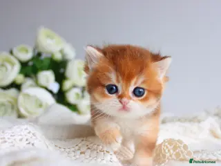 Scottish Fold cats Rare & Exclusive Golden Chinchilla Babies - Advert 2