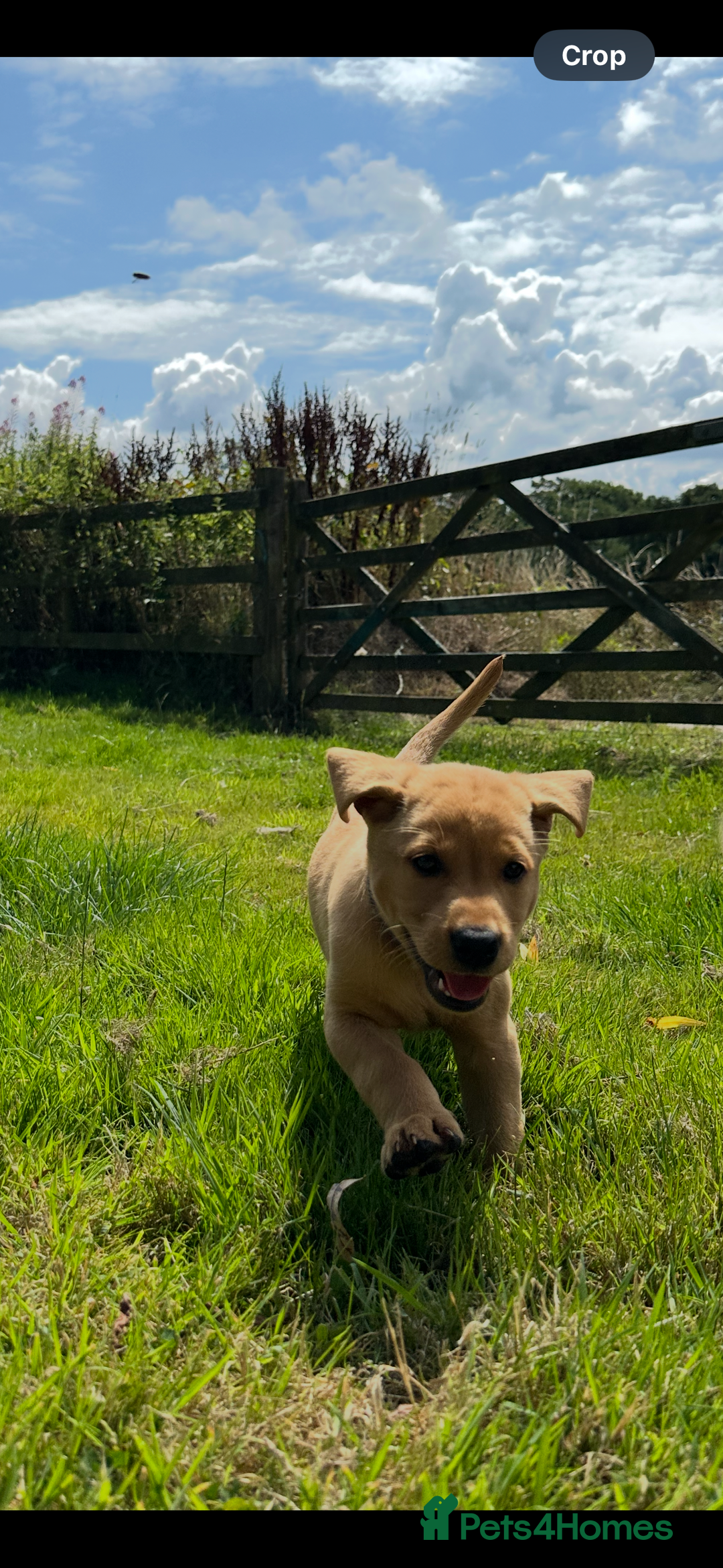 Labrador Retriever dogs for sale: Stunning Fox Red Labrador Puppies - Image 7