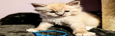 🩵 BABY BLUE — Seal Mitted Tabby Boy