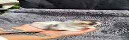 Ragdoll cats for sale: Rainbow litter ragdoll cross Turkish angora - Advert 12