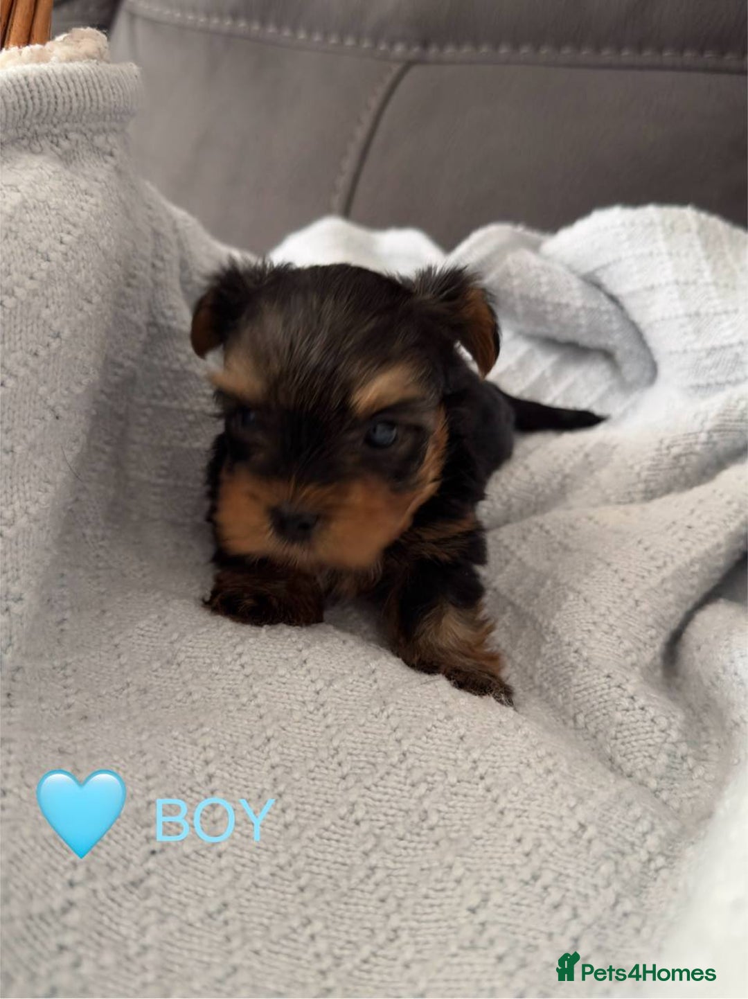 Yorkshire Terrier dogs for sale: Miniature Yorkie Puppies – Boy and Girl - Advert 11