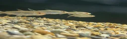 Other/Mixed Breed fish for sale: African tiger fish - Advert 8