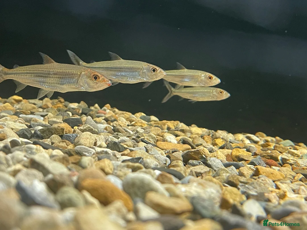 Other/Mixed Breed fish for sale: African tiger fish - Advert 8