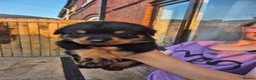 Rottweiler dogs for sale: Kc Rottweiler puppies from imported parents   - Advert 2