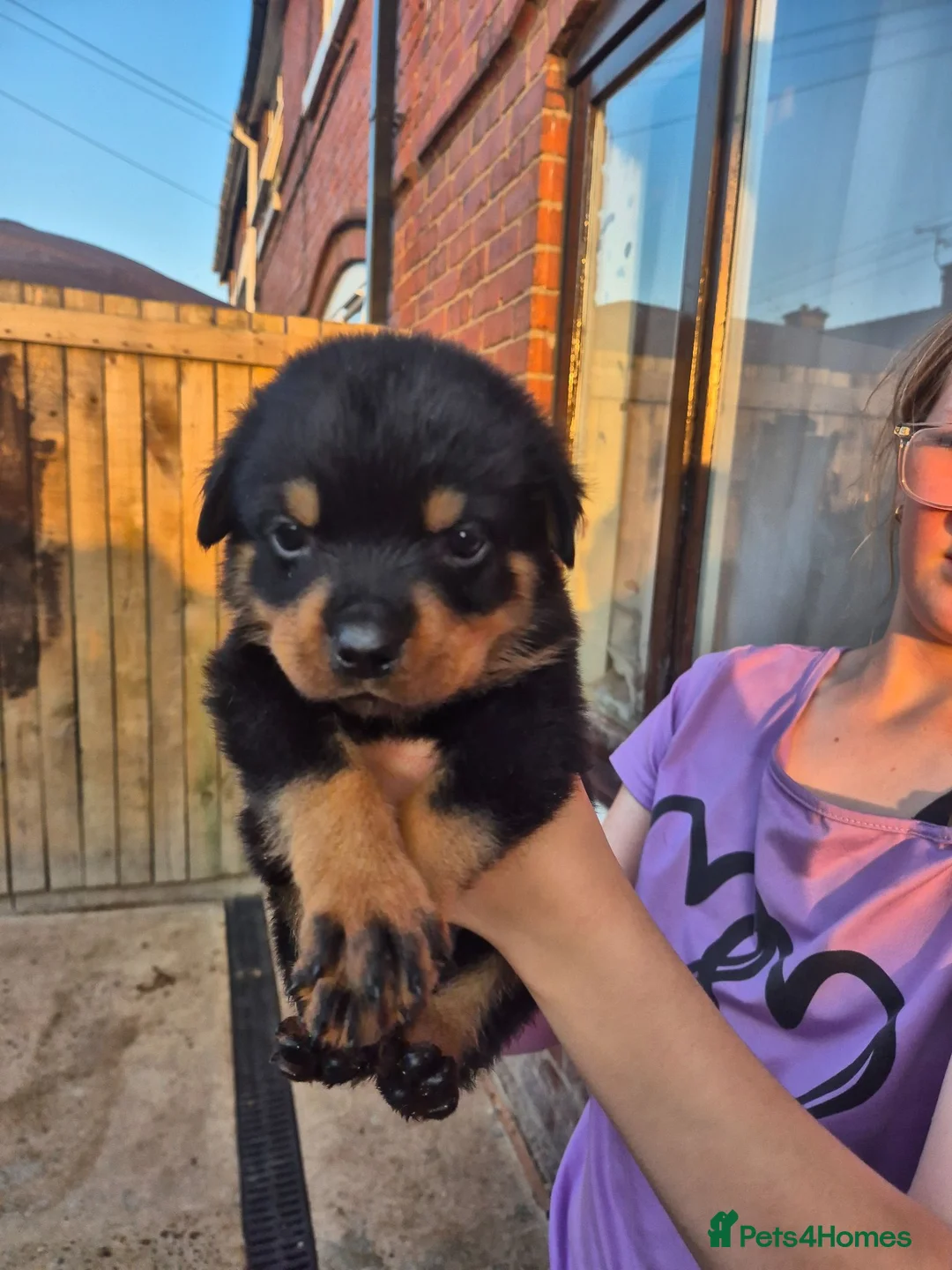 Rottweiler dogs for sale: Kc Rottweiler puppies from imported parents   - Advert 2