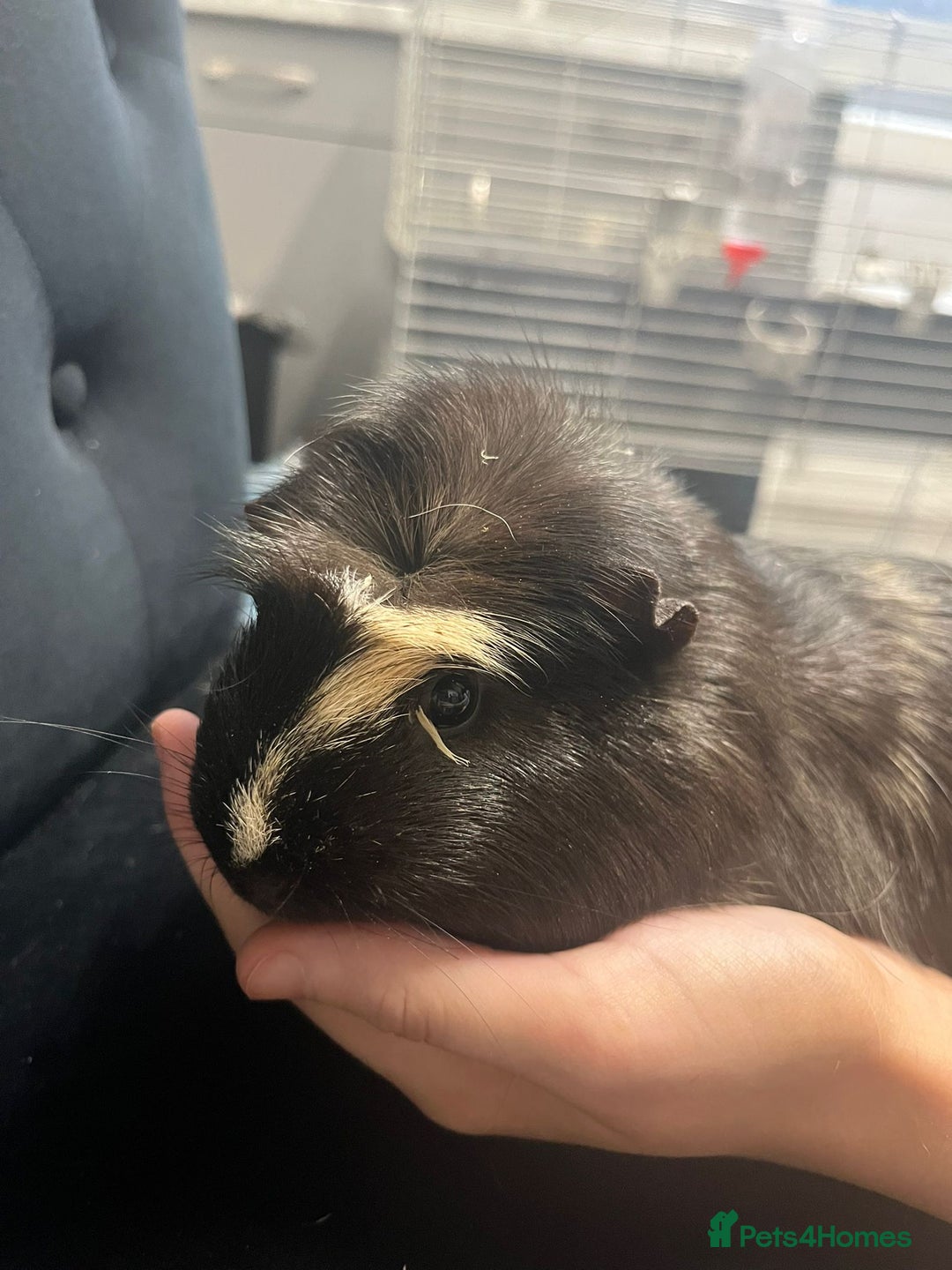 Guinea Pig rodents for sale: Free 4 male guinea pigs - Advert 9