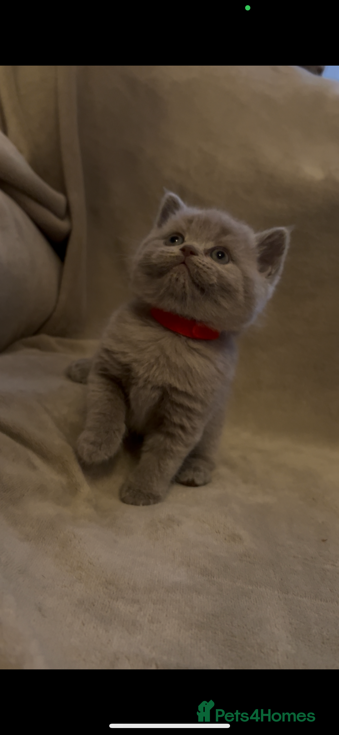 British Shorthair cats Beautiful British shorthair kittens - Advert 12