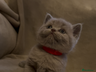 British Shorthair cats Beautiful British shorthair kittens - Advert 12