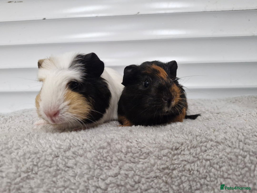 Guinea Pig rodents for sale: Female baby guinea pigs - Ready to leave - Image 2