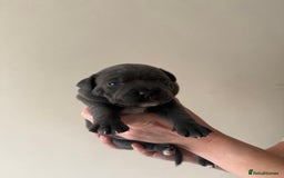 Staffordshire Bull Terrier dogs for sale: Blue Staffordshire bull terriers - Image 4