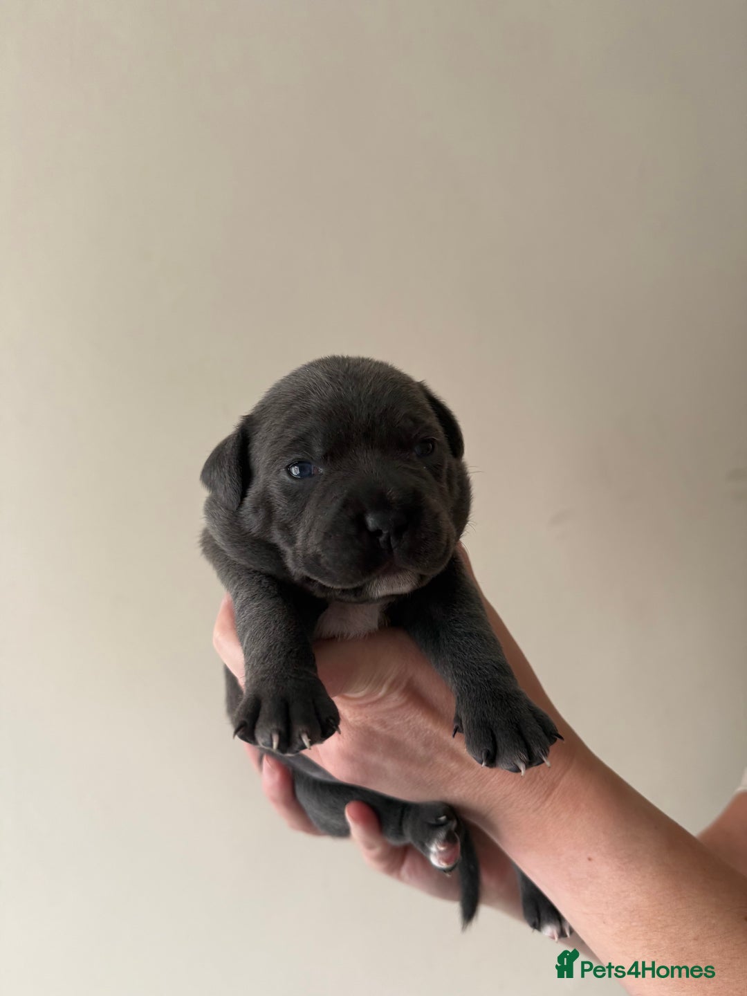 Staffordshire Bull Terrier dogs for sale: Blue Staffordshire bull terriers - Image 4