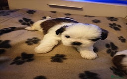 Shih Tzu dogs for sale: Shi zhi puppies for sale - Image 6