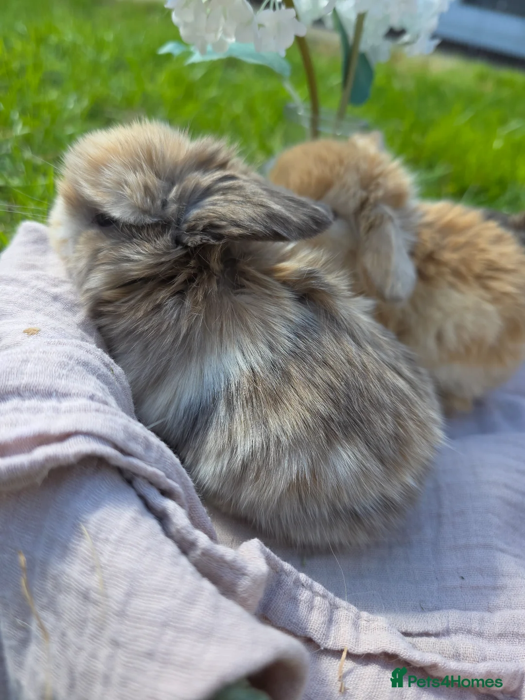 Mini Lop rabbits for sale: Gorgeous harli litter of pure bred mini lops - Advert 18