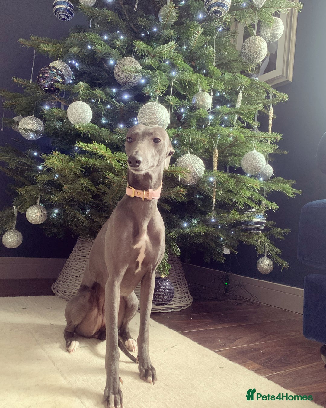 Mixed Breed dogs for sale: Beautiful merle whippet x collie puppies  - Advert 1