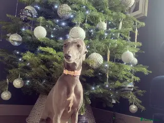 Mixed Breed dogs Beautiful merle whippet x collie puppies - Advert 15