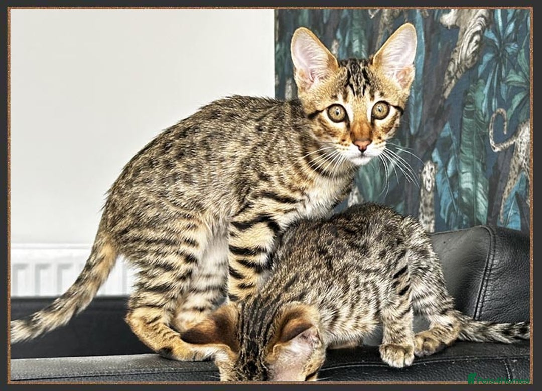 Savannah cats for sale: Ready to go F5 SBT Savannah kittens in Bingley - Image 19