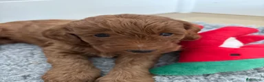 Australian Labradoodle 1