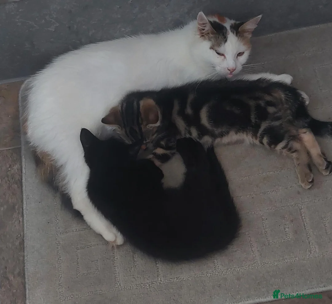 Mixed Breed cats for sale: 2 kittens girls - Advert 1
