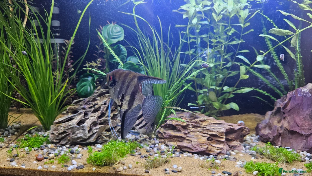 Angelfish fish for sale: Angelfish - Advert 1