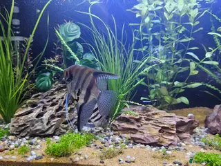 Angelfish fish Angelfish - Advert 8