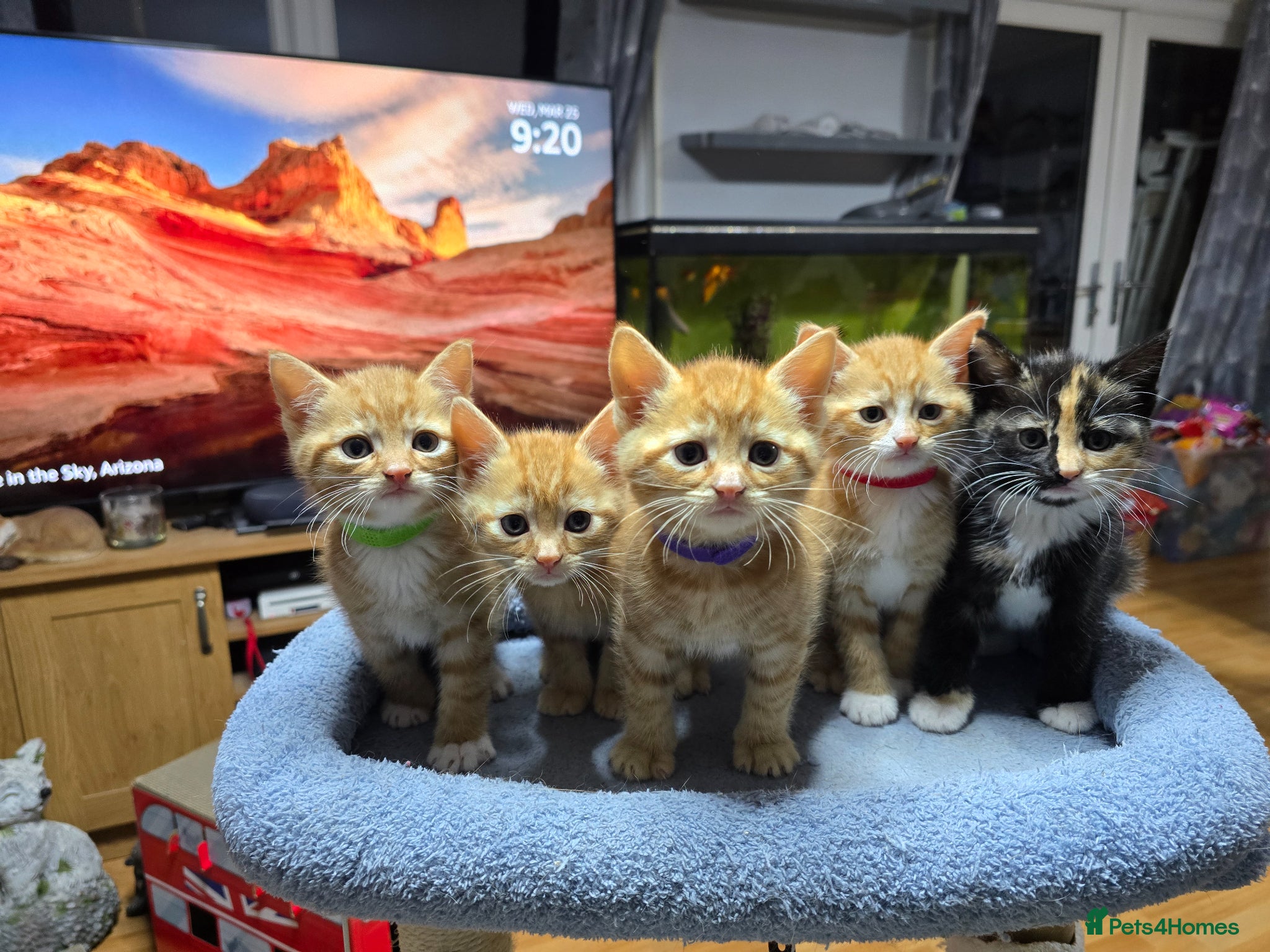 Domestic Shorthair cats 5 beautiful kittens for sale! Ginger and Calico - Advert 5