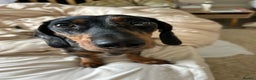 Dachshund dogs for sale: Mica needs a new home- (rehome) - Advert 2