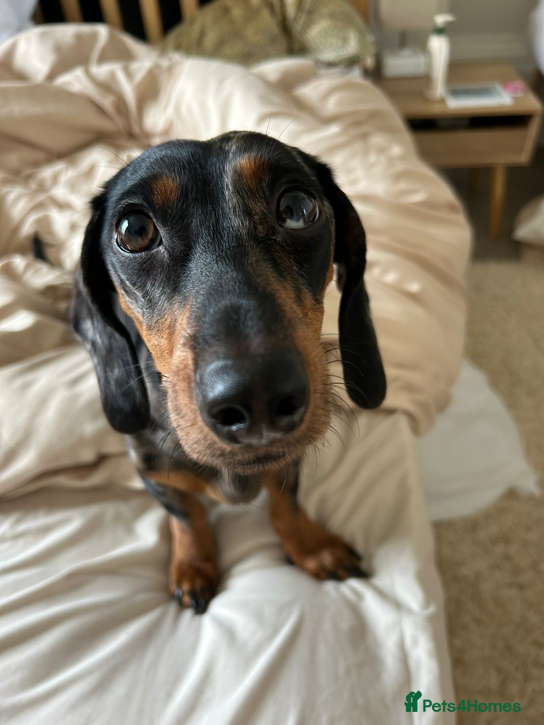Dachshund dogs for sale: Mica needs a new home- (rehome) - Advert 2
