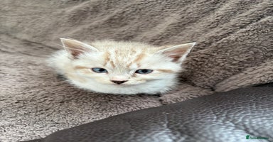 Ragdoll cats - Advert 13