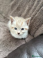 Ragdoll cats - Advert 13