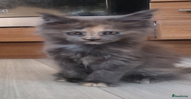 Maine Coon cats - Advert 9