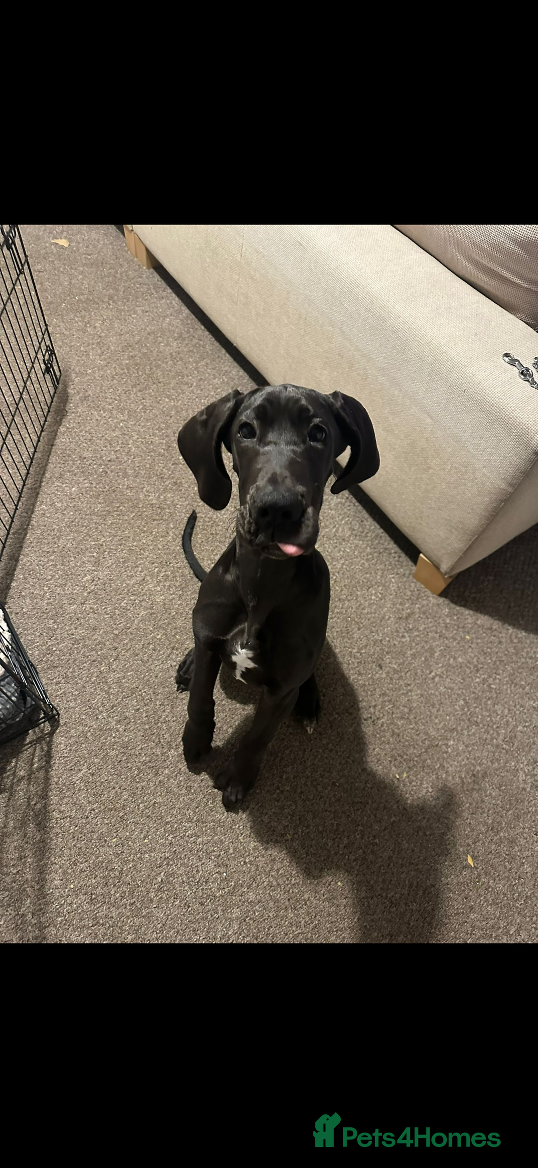 Great Dane dogs for sale: 6 month old Great Dane  - Advert 2