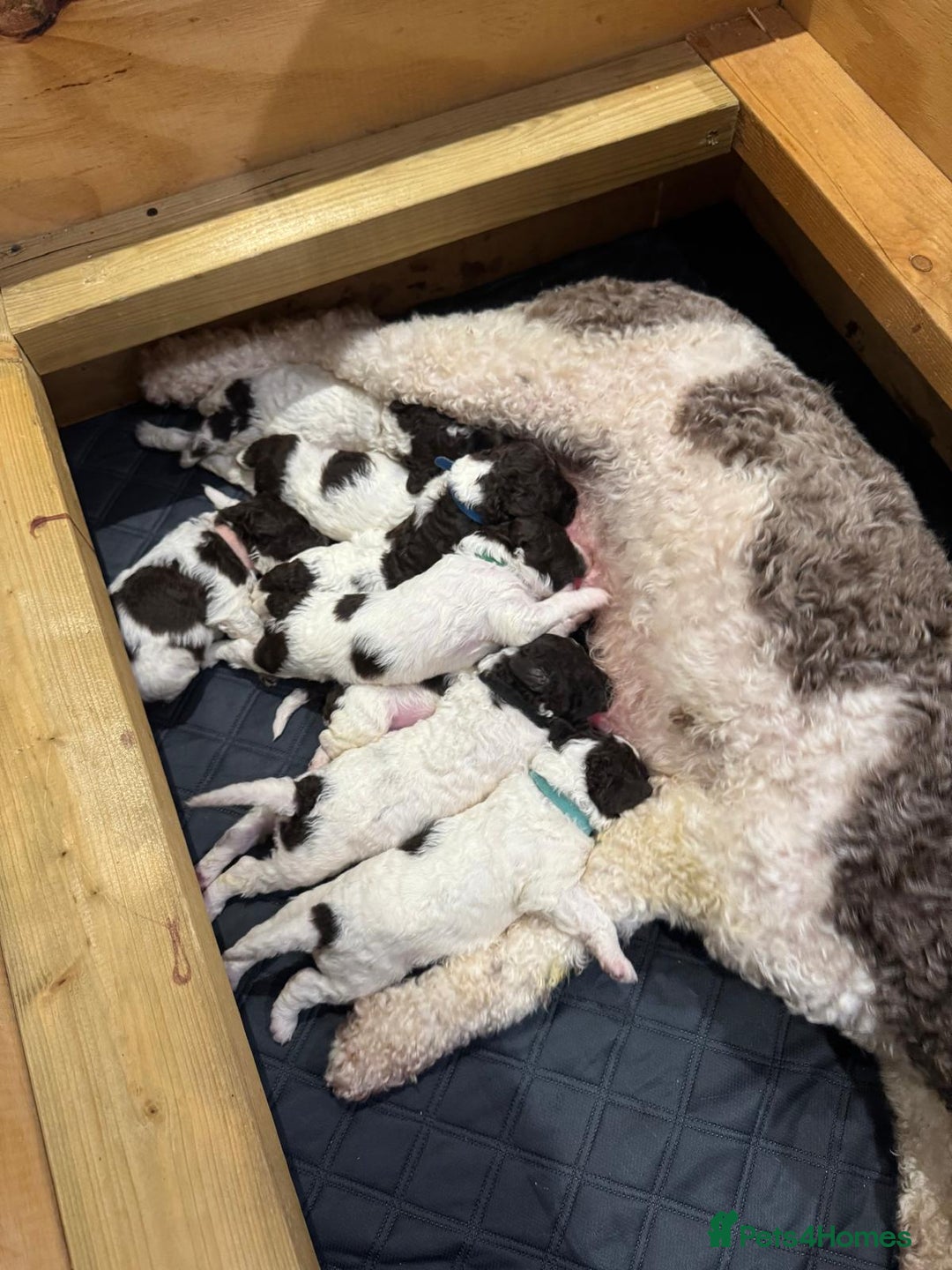 Lagotto Romagnolo dogs for sale: Lagotto Romagnolo Pups – Family raised environment - Advert 1