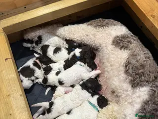 Lagotto Romagnolo dogs Lagotto Romagnolo Pups – Family raised environment - Advert 4