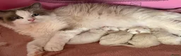 Ragdoll cats for sale: Chunky TICA Registered ragdoll Kittens  - Advert 5