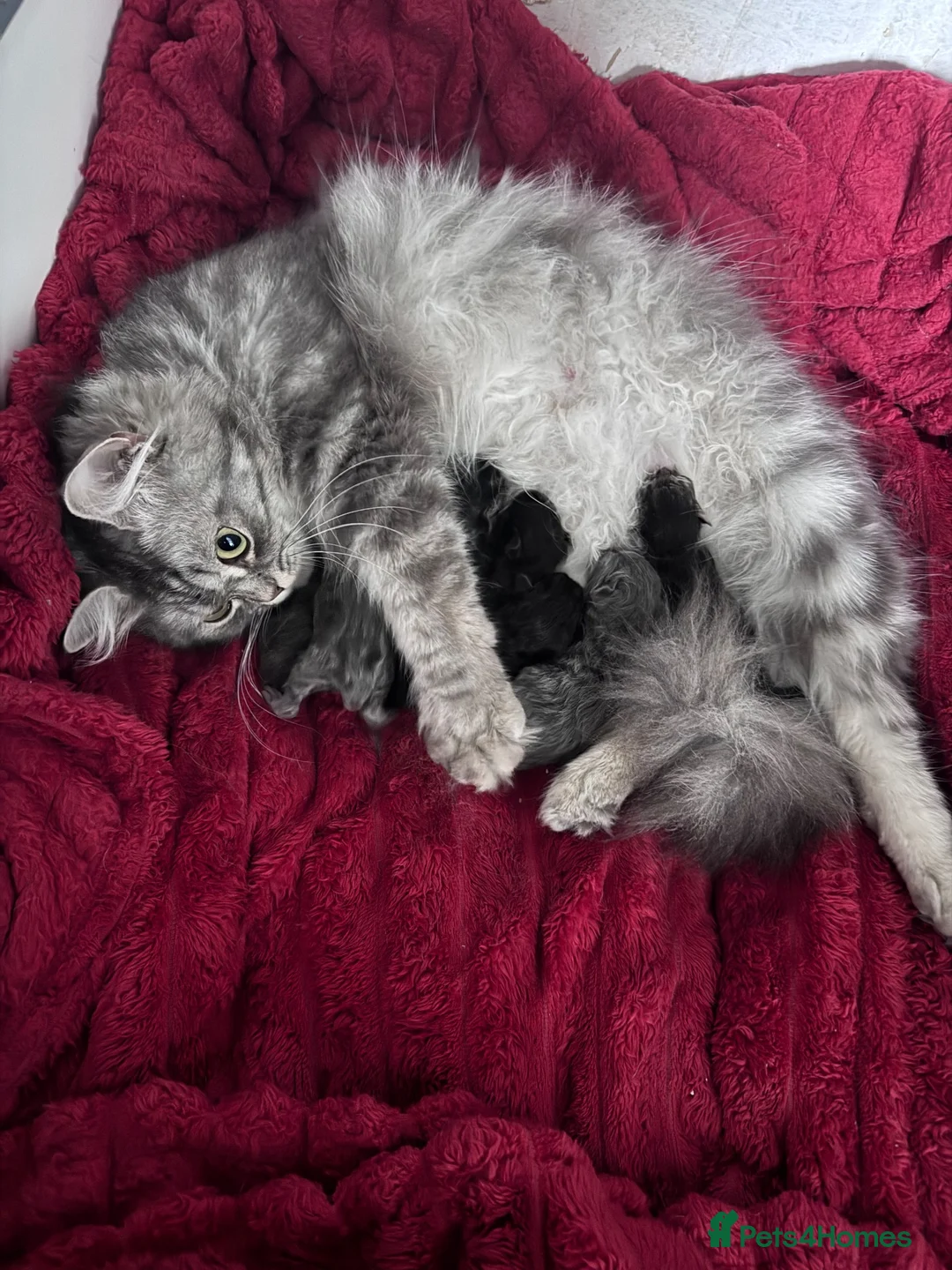 Ragdoll cats for sale: Final 2 ragdoll/persian kittens  - Advert 1