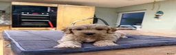 Cockapoo dogs for sale: Beautiful Cockapoo pups - Advert 6