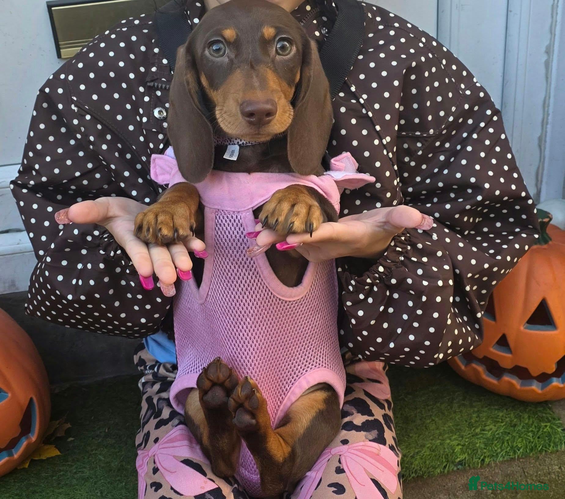Dachshund dogs for sale: Medium sized' short legged Dachshund puppies - Advert 1