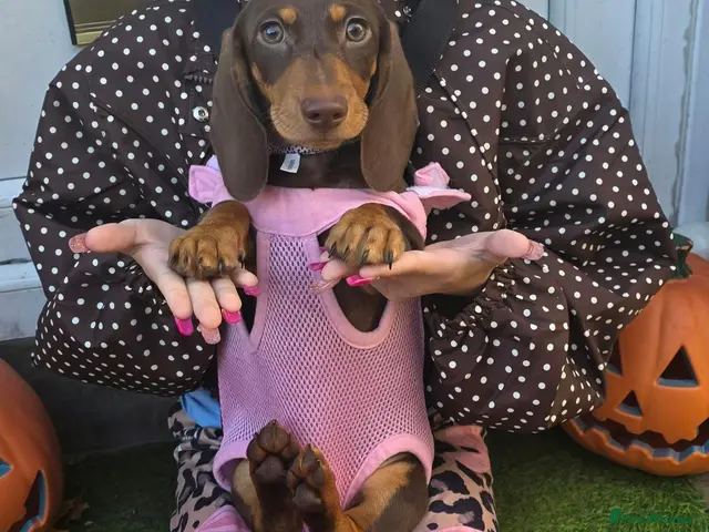 Dachshund dogs for sale: Medium sized' short legged Dachshund puppies - Advert 1